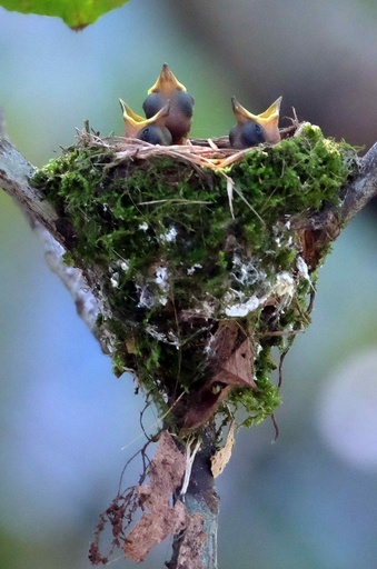 鳴き鳥の歌、遺伝子で継承 スウェーデン研究