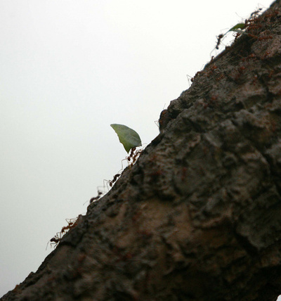 アリの社会構造決めるカギは「超遺伝子」にあり、国際研究