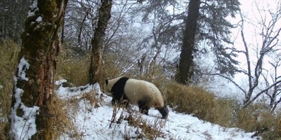 赤外線カメラがとらえた動物の森「大集合」 中国・四川省