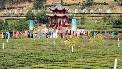 三峡ダム地区の「早春茶」の茶摘みが始まった・中国