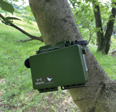 【玉川大学農学部　関川清広教授 共同研究成果】都市ではセミが夜にも鳴く？ 自動録音装置を用いた連続観測で、都市域ではセミが鳴く時間を変化させていることを確認