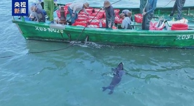 中国海南省、越境連携救助活動を開始　アザラシ「アノン」を故郷へ