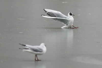 おっとっと、カモメも「着氷」失敗 英国寒波