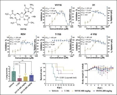中国科学院武漢ウイルス研究所 ニパウイルスの有望な治療薬を発見