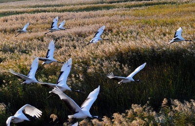 女性が守る自然保護区 吉林省桃花源、公益団体が保護に参与