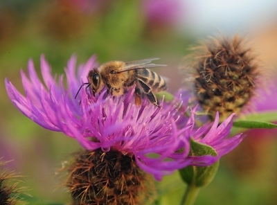 ミツバチを「ゾンビ」に変える寄生バエ発見、米研究