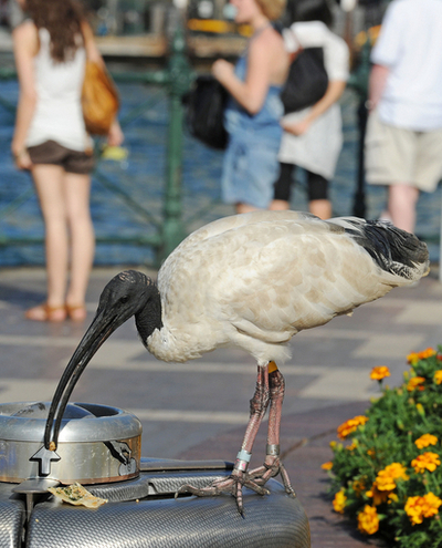 ごみ箱あさるトキ・・・わが物顔の野鳥たちが悩みの種に、豪シドニー