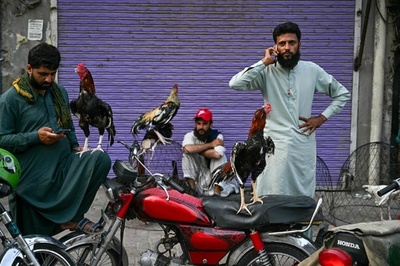 【今日の1枚】バイクでポーズをとる闘鶏 パキスタン