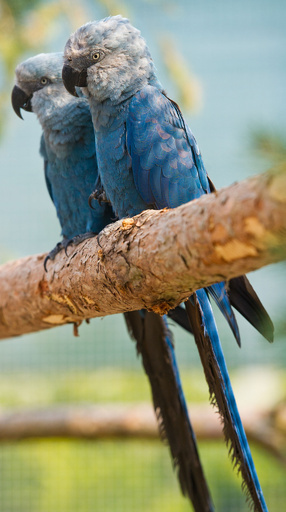 羽根が鮮やか、絶滅が危惧されるアオコンゴウインコ