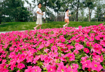 北京五輪に向け、鮮やかな花でお色直し