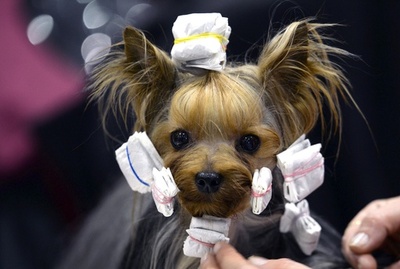 おめかしして準備万端、ドイツのドッグショー