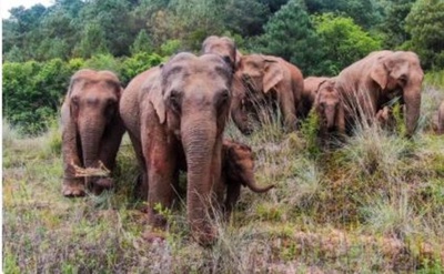 雲南省の野生アジアゾウ、360頭ほどに増加 中国