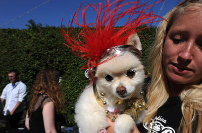 生活レベルはセレブ並！イヌのライフスタイル向上イベント