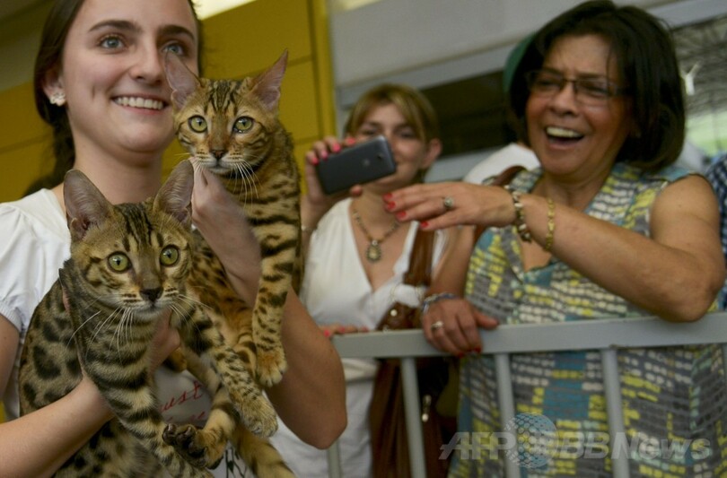 世界的なキャットショー、コロンビアで開催