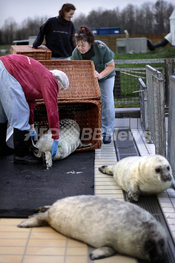 こどものアザラシ40頭、嵐で迷子に - オランダ