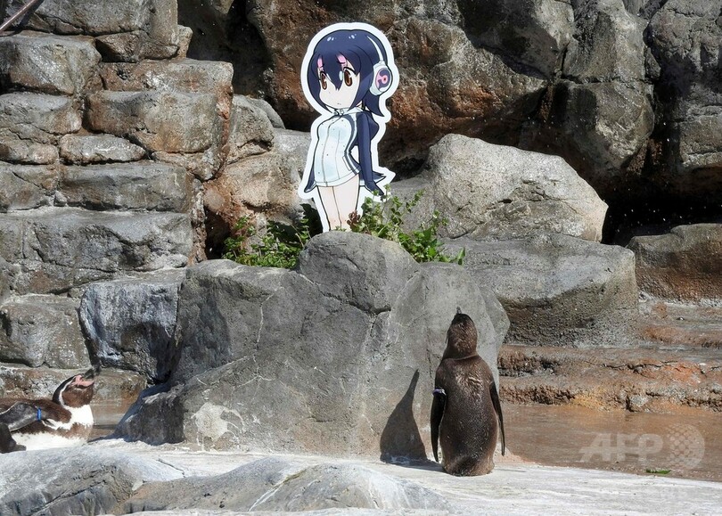 アニメキャラクターに恋したペンギン、グレープ君逝く 世界で人気集める