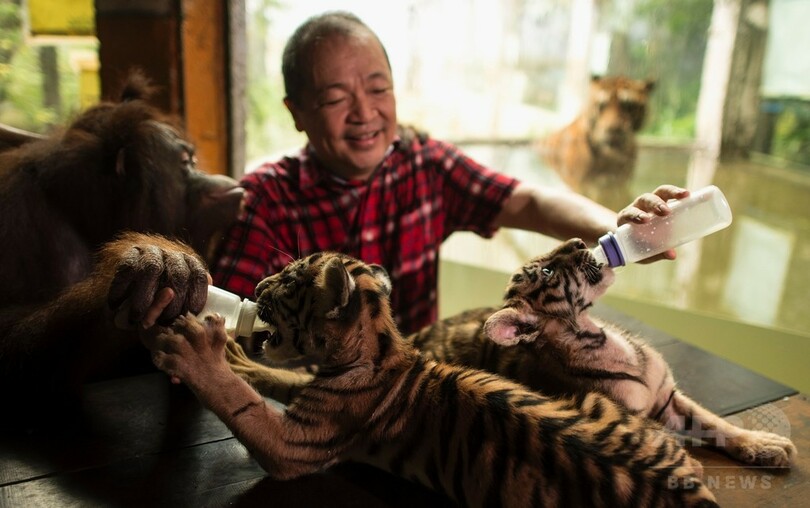 オランウータンがトラの赤ちゃんに哺乳瓶で授乳!? フィリピン
