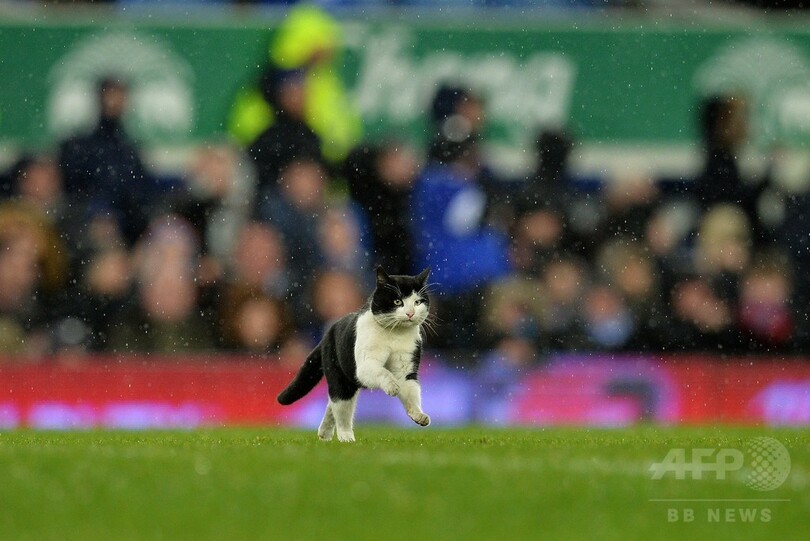 FA杯のピッチにネコが侵入、素早い動きでGKを手玉に