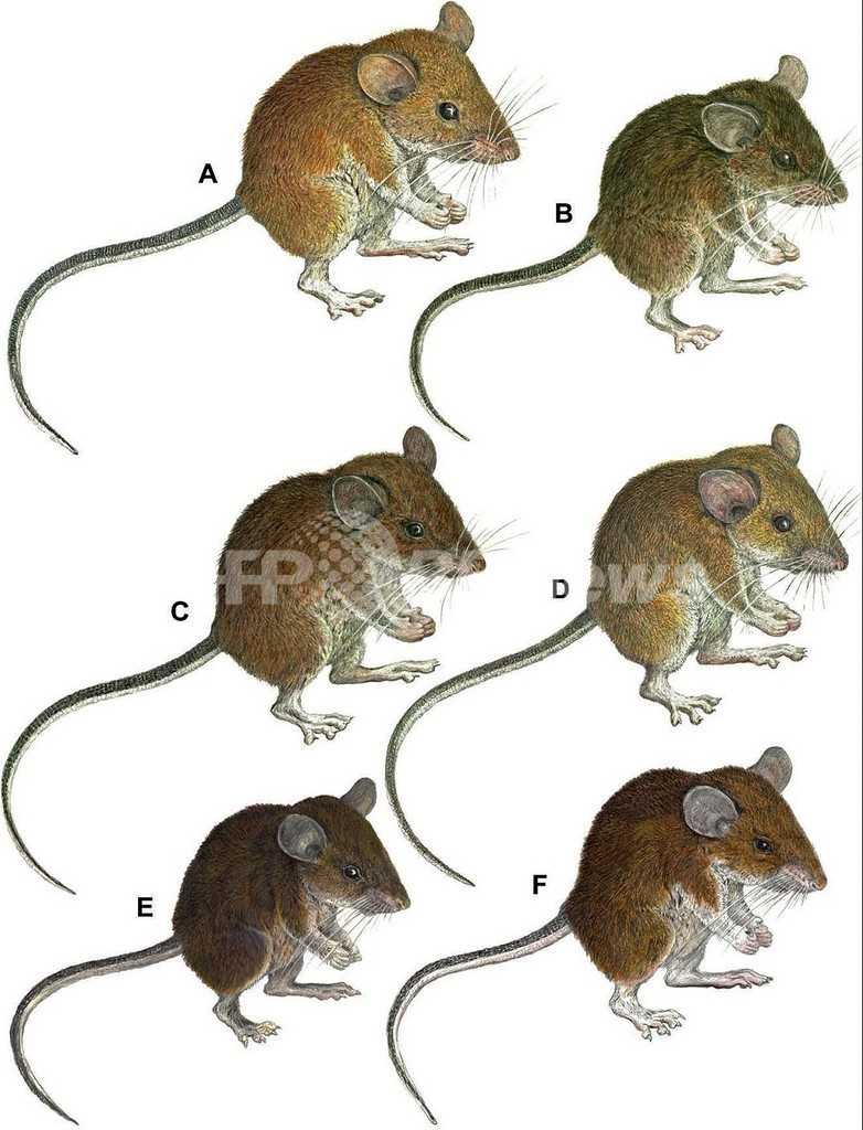 すてきな小さなネズミ フィリピンで新たに7種を確認 写真1枚 国際ニュース Afpbb News