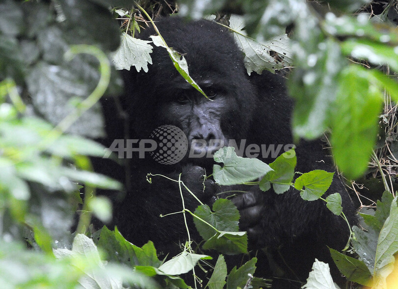 ネット上で野生ゴリラと友達に、「フェースブック」「ツイッター」向けサービスまもなく解禁