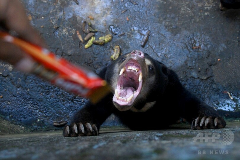 やせ細ったマレーグマを展示、インドネシア動物園に怒りの声