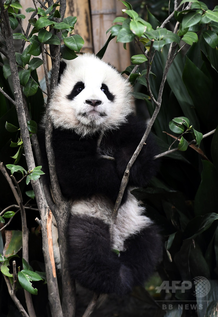 シャンシャンだけじゃないよ！今年生まれのパンダたち　中国・四川