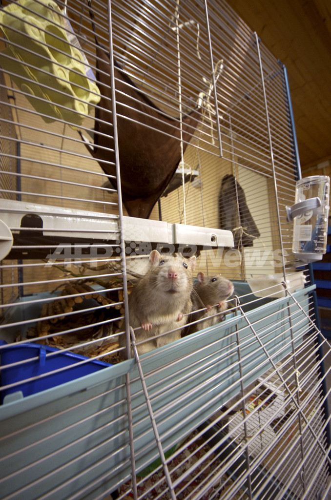 警察犬ならぬ「警察ネズミ」、オランダ警察が採用