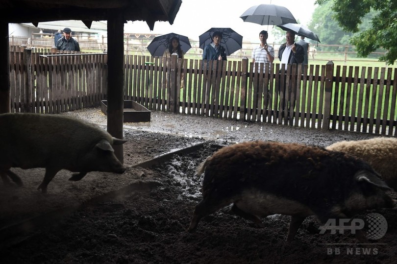 秋篠宮さまと眞子さま ハンガリーの農場を訪問 写真10枚 国際ニュース Afpbb News