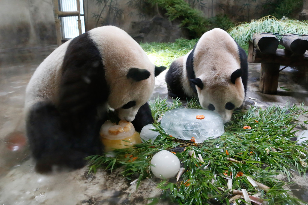 「成就」頑張って! 杭州動物園のジャイアントパンダ重体 急性胃拡張が原因か 「成就」頑張って! 杭州動物園のジャイアントパンダ重体 急性胃拡張が原因か