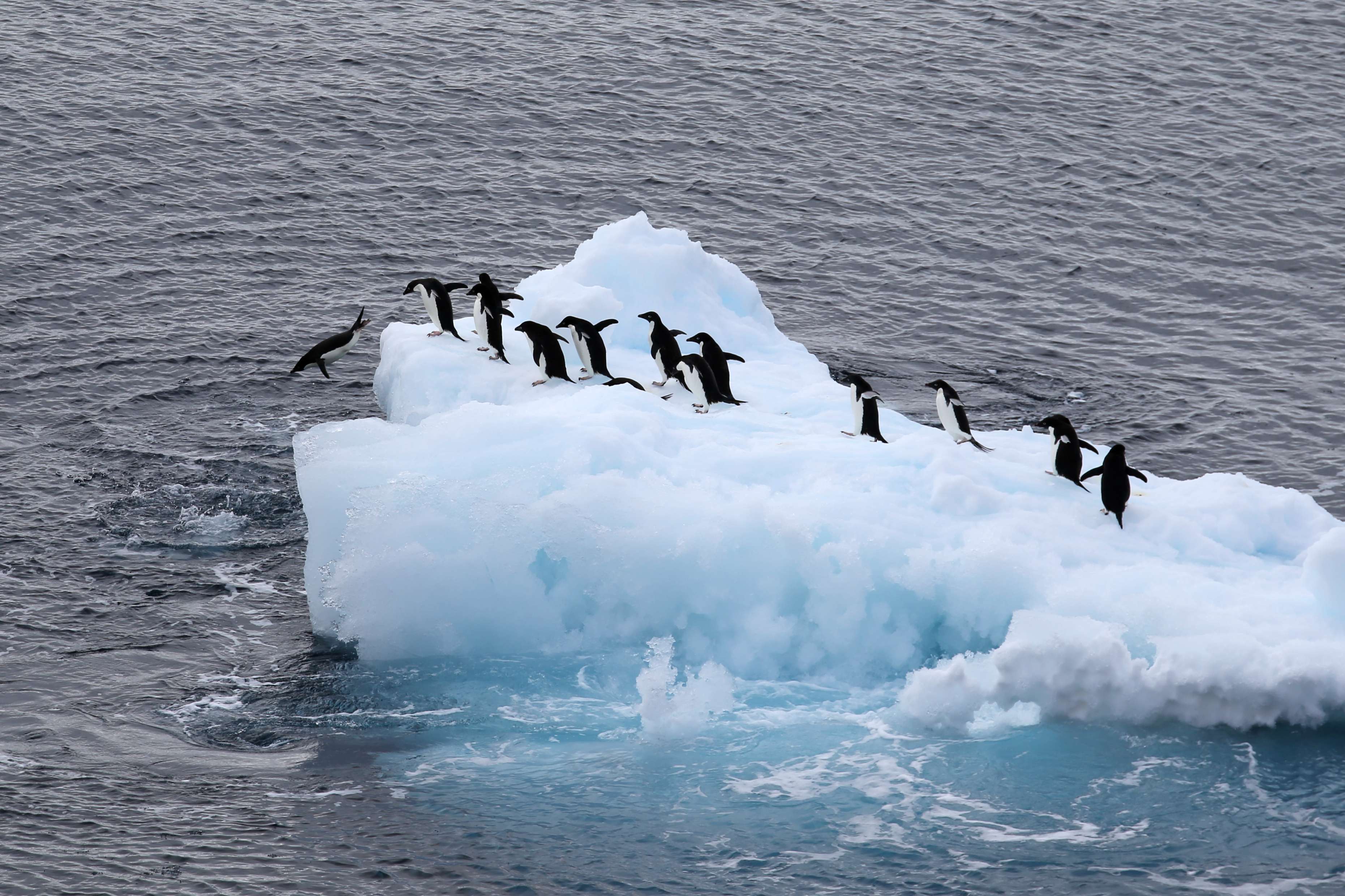 雪竜号」から見た南極の氷山と動物の群れ 写真12枚 国際ニュース ...