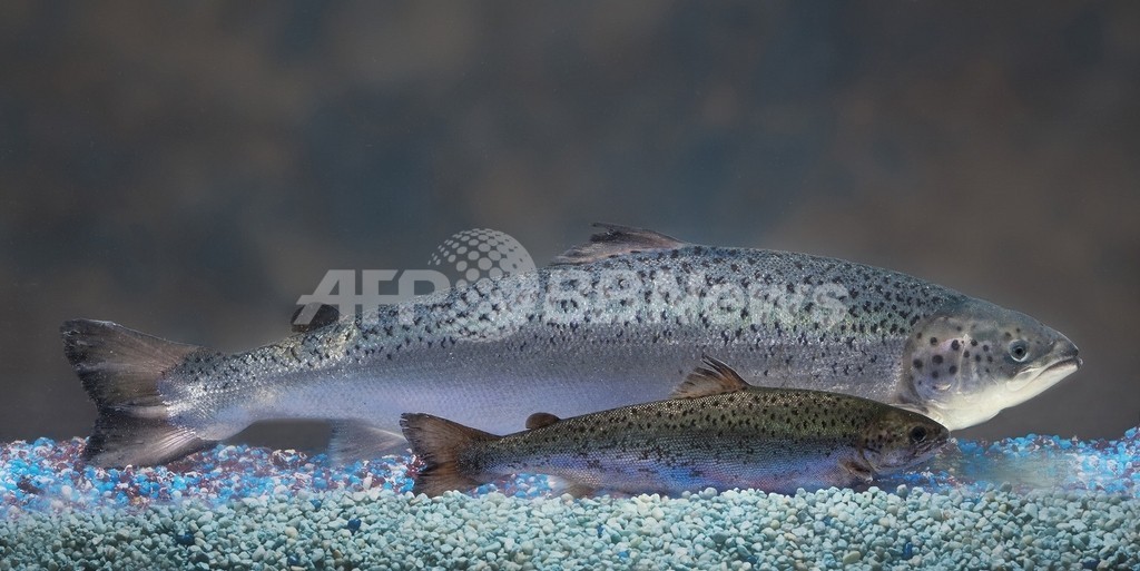 遺伝子組み換え動物、承認第1号目前のサケに待った 米国 遺伝子組み換え動物、承認第1号目前のサケに待った 米国
