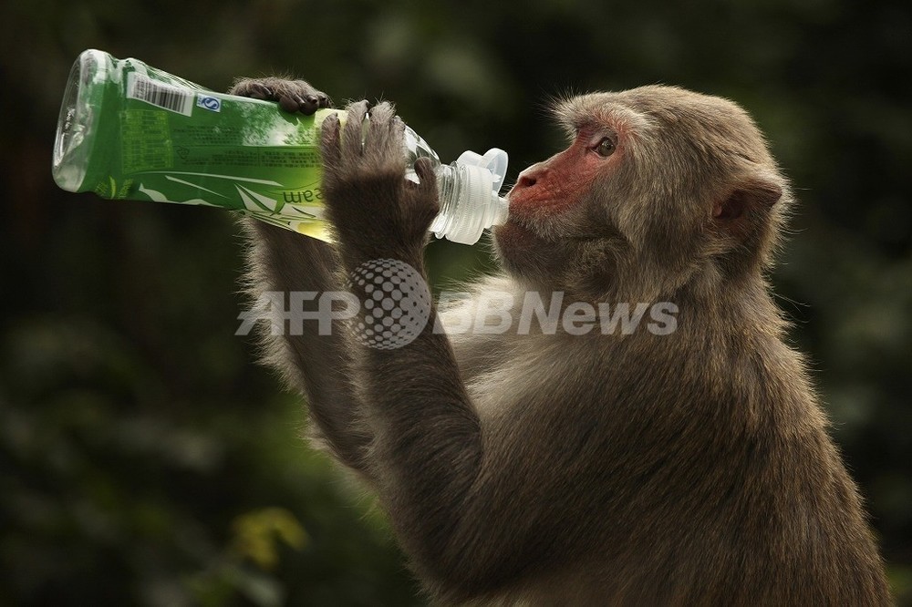 低カロリー食で寿命は延びない 米研究 写真1枚 国際ニュース Afpbb News