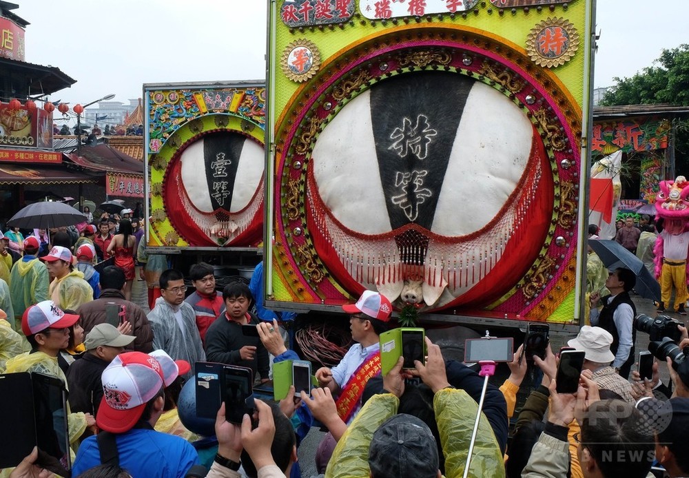 台湾の 神豚祭り 1等ブタは700キロ超 動物保護団体は非難 写真8枚 国際ニュース Afpbb News