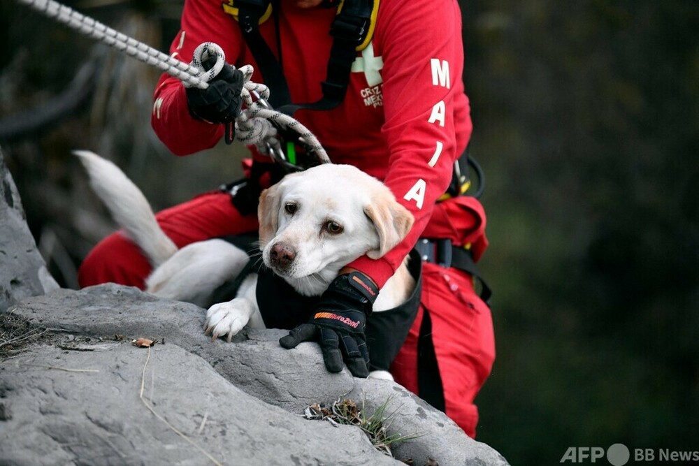 海外でも活躍、救助犬の訓練実施 メキシコ 写真25枚 国際ニュース:AFPBB News