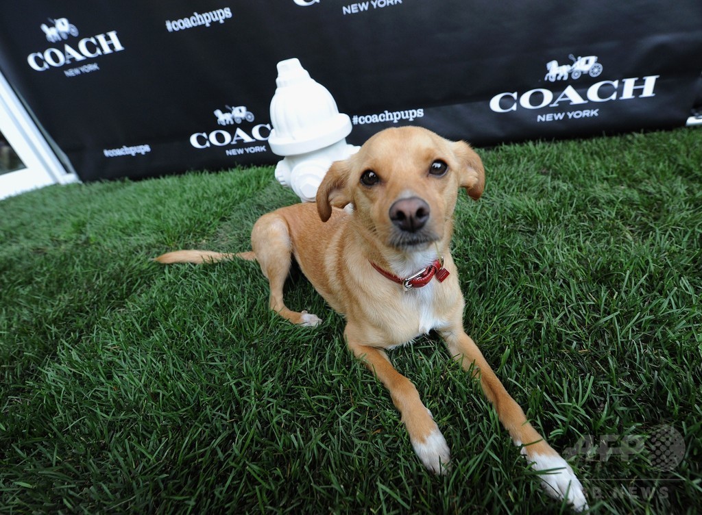 アリアナ・グランデの愛犬も登場！「コーチ」新キャンペーンイベント
