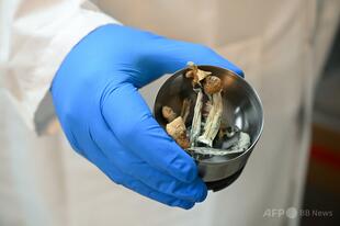 NZ、「マジックマッシュルーム」の医療使用を承認