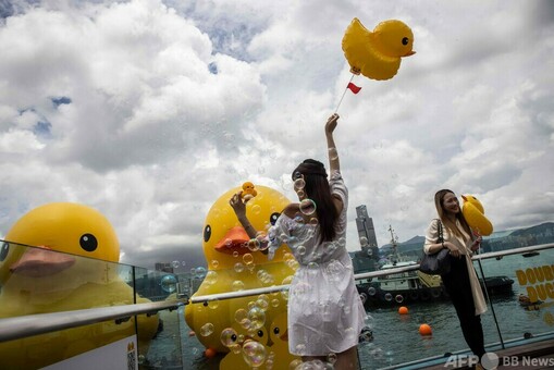 巨大アヒル、仲間を連れ香港再訪 写真12枚 国際ニュース：AFPBB News