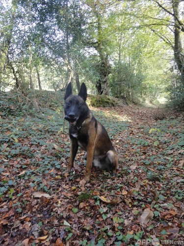 対テロ作戦で大活躍、仏軍用犬に英団体から最高勲章 写真2枚 国際