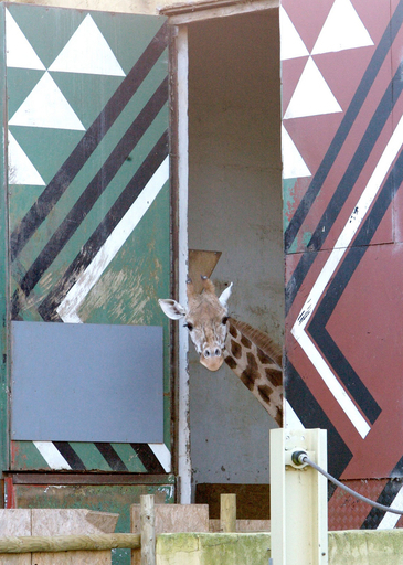 キリンのGrietje、もうすぐお引越し　ベルギーの動物園