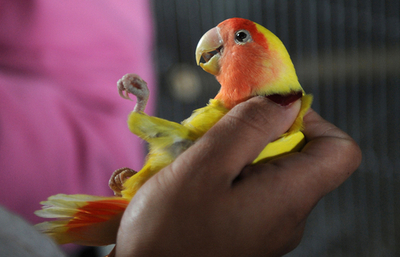 違法に販売されていた野生動物を救出、コロンビア警察
