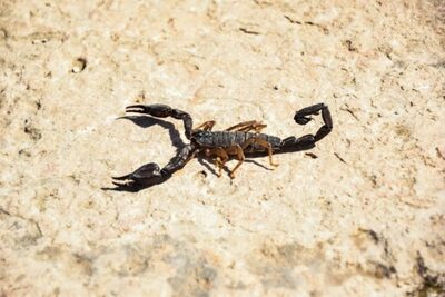 無許可でサソリ捕まえて罰金300万円…南アフリカで韓国人に下された厳しい決定