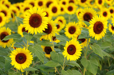 米国で最も幸せな人が多いところは？　米調査