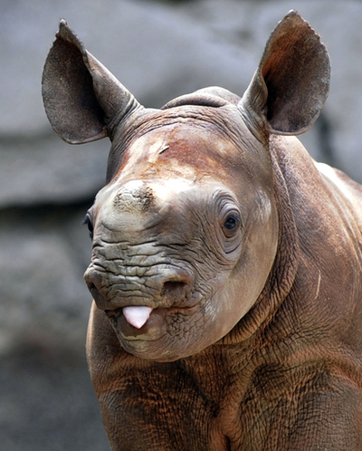 クロサイの赤ちゃんすくすく、上野動物園