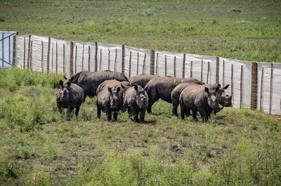 ミナミシロサイ30頭、南アからルワンダへ移送 航空機で