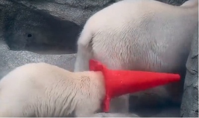 秋田の「モモ太」から広がる動物人気　SNSで癒やされる人びと