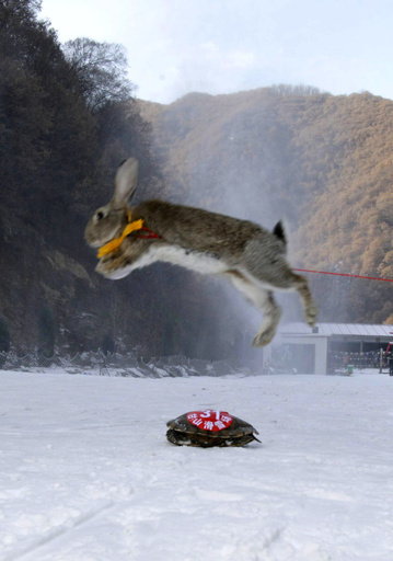 ペットのスキー大会でカメがウサギに勝つ、中国