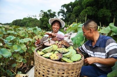 ハスの実が脱貧困への切り札に 四川・瀘州