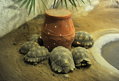 「かめ」の周りで暖とる「カメ」、寒さ続くインド