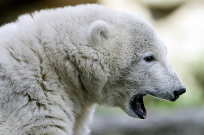 ホッキョクグマの「クヌート」、太りすぎで人気に陰り?