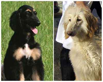 世界初のクローン犬、年内に交配の予定 - 韓国